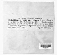 Microstroma album image